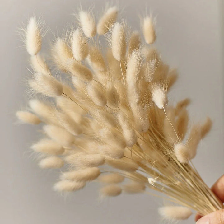 Dried Bunny Tails Wildflowers