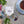 Load image into Gallery viewer, Darjeeling Delights Wax Melt Bar
